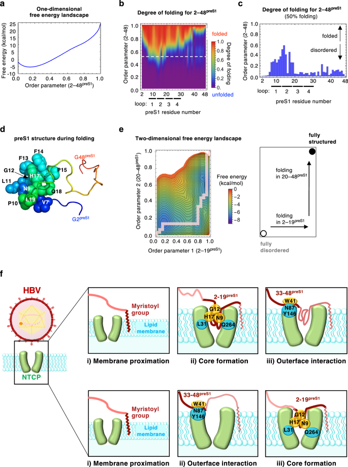 Fig. 6: Statistical mechanical model suggesting the order of preS1 folding and NTCP binding.