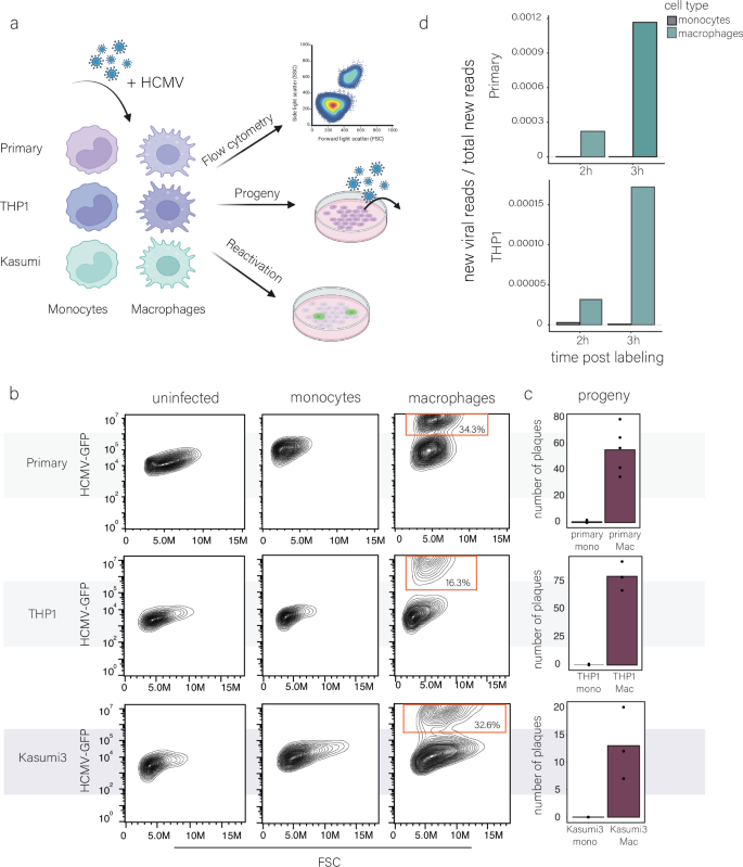 Fig. 1: HCMV infection and viral gene expression in monocytes and macrophages.