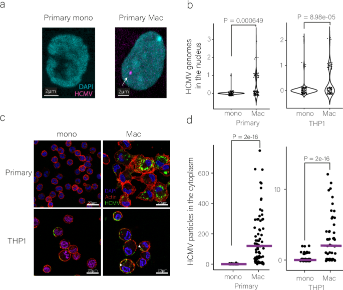 Fig. 3: HCMV genomes are detected at very low levels in the nucleus and cytoplasm of infected monocytes compared to macrophages.