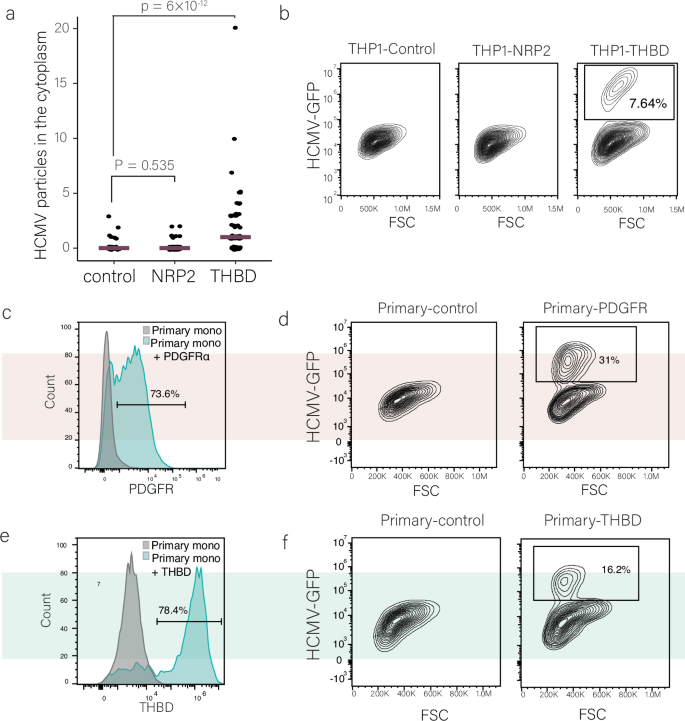 Fig. 5: PDGFRα and THBD expression facilitate productive infection in primary monocytes.