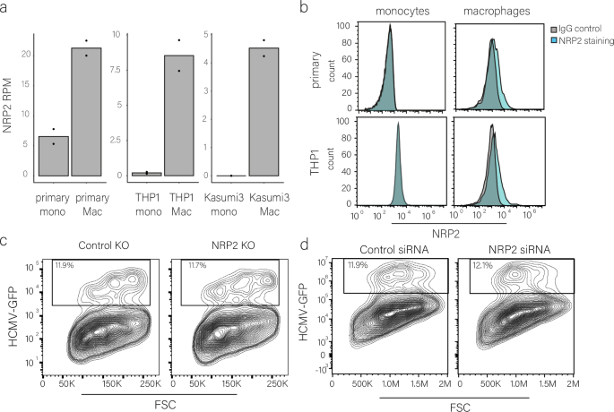 Fig. 6: NRP2 does not facilitate HCMV entry into macrophages.