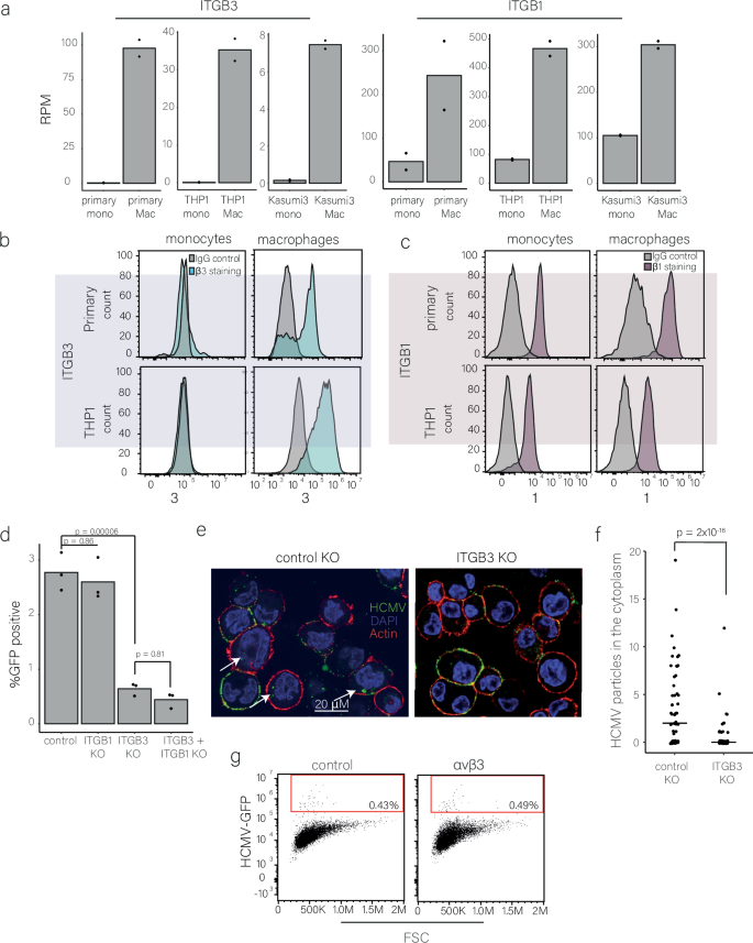 Fig. 7: HCMV entry into macrophages is mediated through ITGB3.