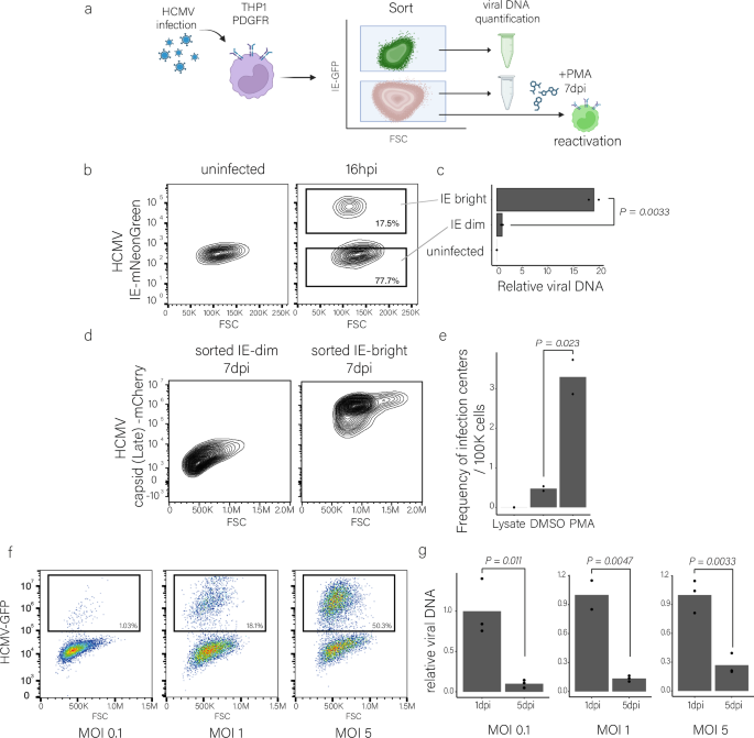 Fig. 8: THP1-PDGFRa receiving fewer viral genomes establish latent infection.
