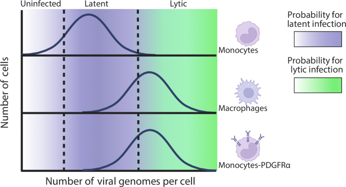 Fig. 9: Model for the effect of viral entry on productive versus latent HCMV infection.