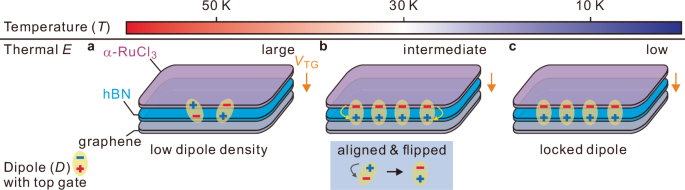 Fig. 4: Temperature-dependent formation and locking of interfacial dipoles.