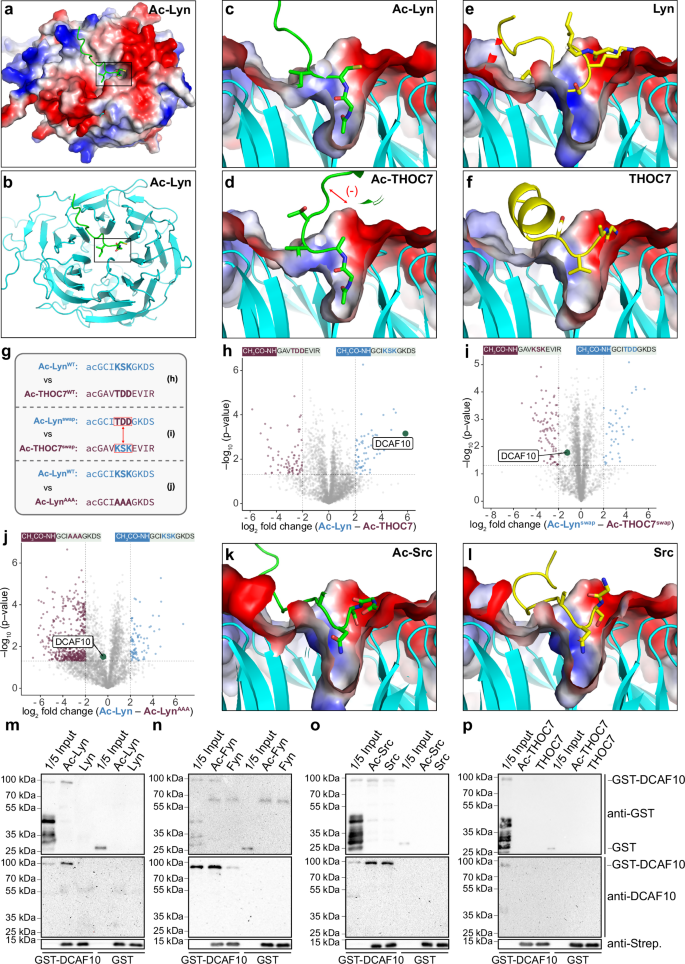 Fig. 2: Acetylated N-termini of Src-family kinases interact with DCAF10.