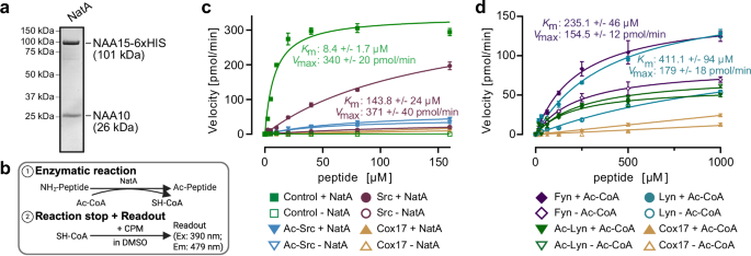 Fig. 3: Src-family kinases are NatA targets in vitro.