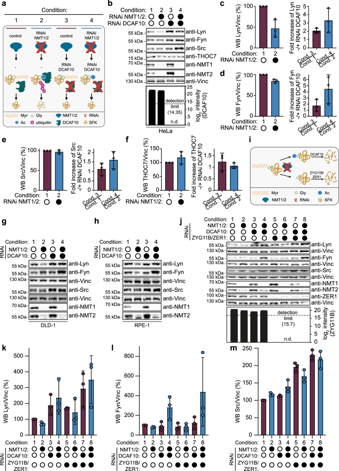 Fig. 4: DCAF10 regulates Src-family kinase levels upon NMT1/2 depletion and acts complementarily to ZYG11B/ZER1.