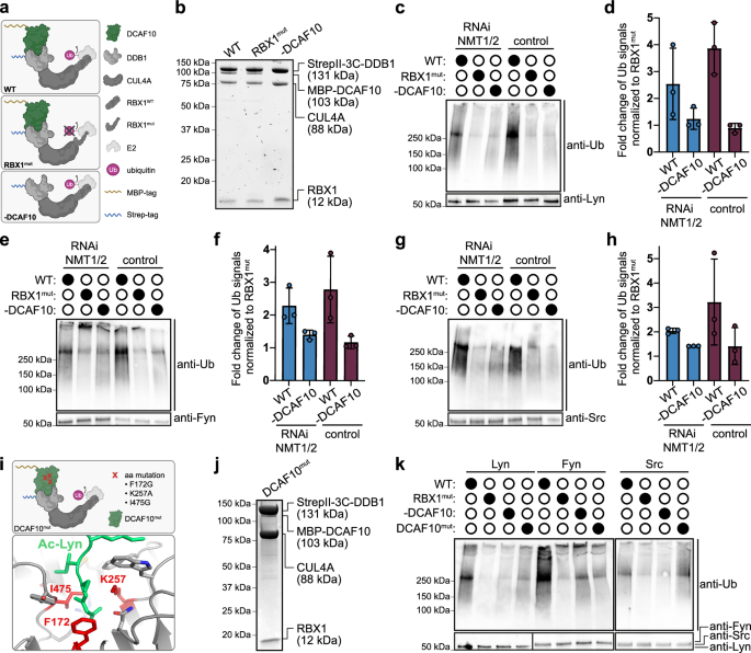Fig. 5: CUL4A-DDB1-DCAF10 ubiquitinates Src-family kinases in vitro.