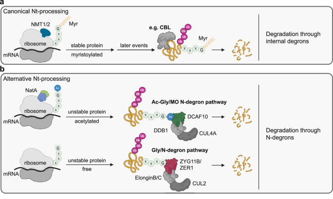 Fig. 7: Scheme of degradation pathways for Gly-starting proteins.