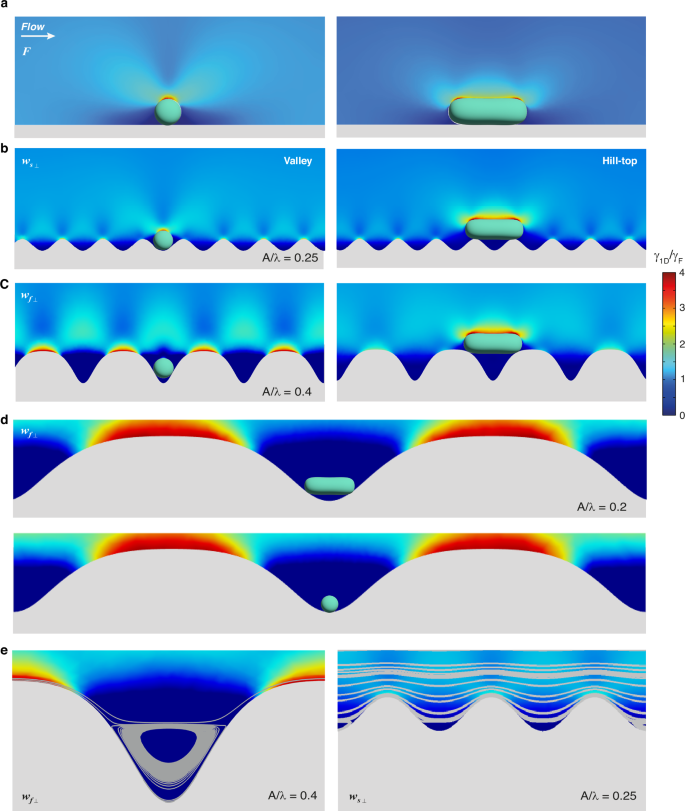 Fig. 2: Numerical simulations reveal how wrinkled topographies and attached bacteria generate shear gradients that influence surface colonization.