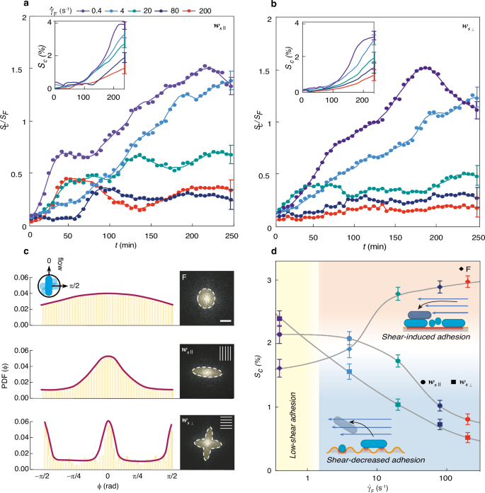 Fig. 3: Shear flow and pattern orientation modulate Pseudomonas aeruginosa PA14 adhesion on wrinkled surfaces.