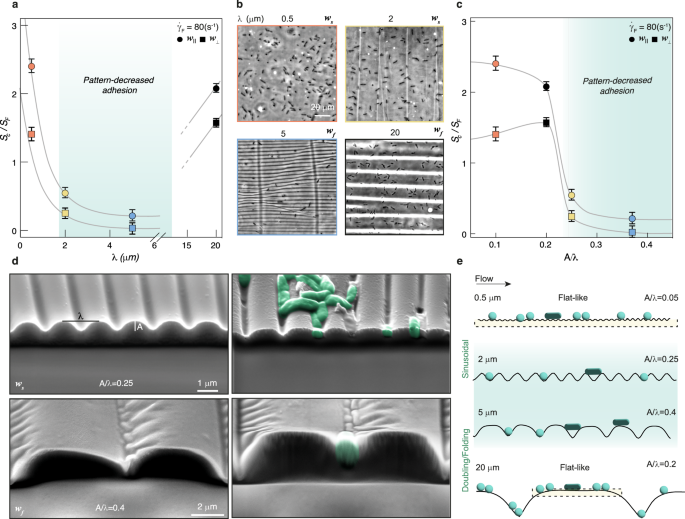 Fig. 5: Surface wavelength and aspect ratio determine Pseudomonas aeruginosa PA14 adhesion on wrinkled and folded surfaces.