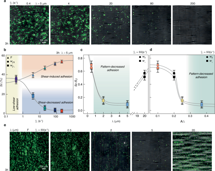 Fig. 7: Shear flow and pattern geometry regulate Staphylococcus aureus surface colonization on folded substrates.