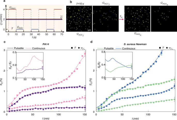 Fig. 8: Pulsatile flow shapes Pseudomonas aeruginosa and Staphylococcus aureus attachment on folded surfaces.