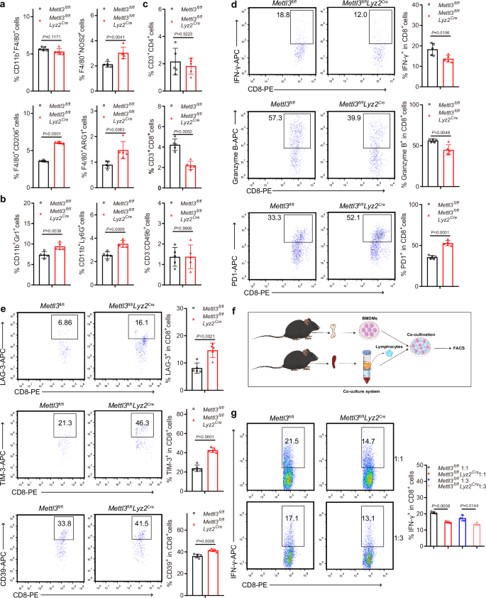 Fig. 2: METTL3 knockout remodels the tumor immune-suppressive microenvironment.
