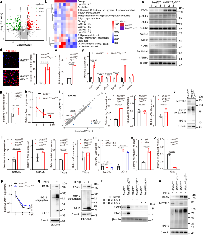 Fig. 3: METTL3 deficiency enhances lipid metabolism.