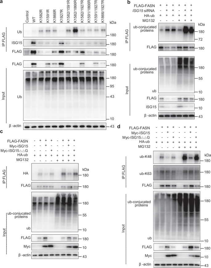 Fig. 5: ISG15 inhibits FASN K48-linked ubiquitination.