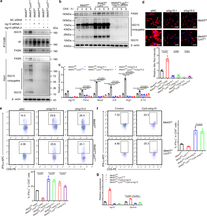 Fig. 6: METTL3 deficiency drives protumoral macrophage polarization depending on ISG15 induced FASN expression.