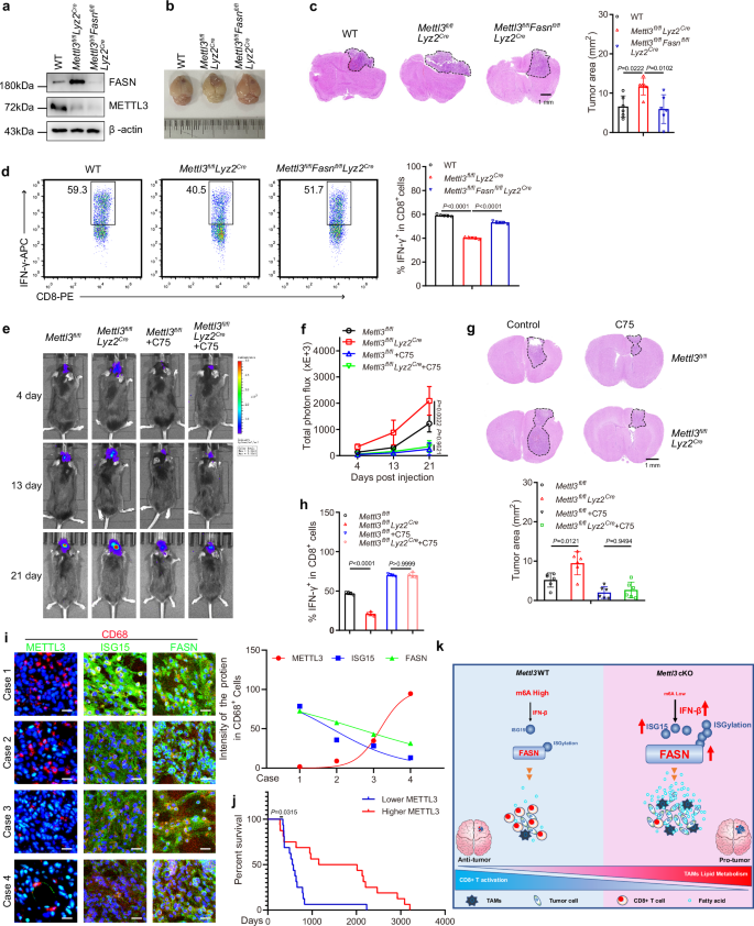 Fig. 7: Pharmacological inhibition or genetic deletion of FASN abrogates the effect of METTL3 ablation on tumor progression.