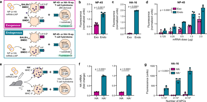 Fig. 1: Endogenous presentation of MHC II-restricted mRNA-LNP vaccine antigens is superior to exogenous presentation in vitro and ex vivo.