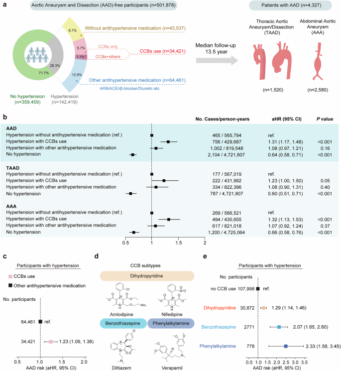 Fig. 1: CCBs use and AAD/AAD subtypes risks in the UKB.