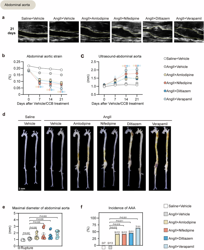 Fig. 3: CCBs (amlodipine, nifedipine, diltiazem, verapamil) increased abdominal aortic aneurysm formation in Ang II-induced aortic aneurysm mouse model.