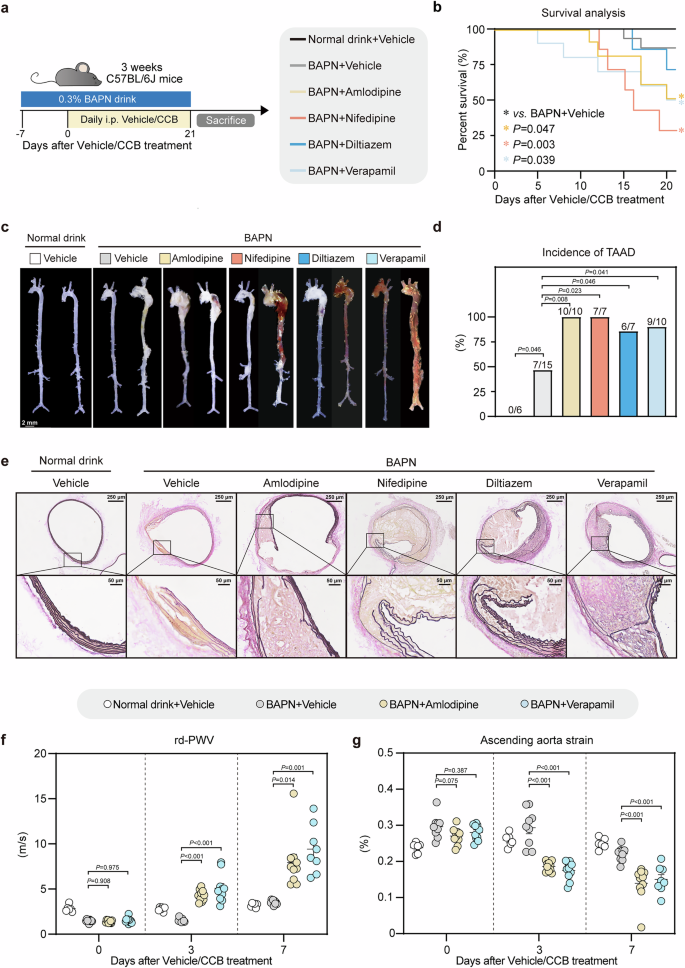 Fig. 5: CCBs (amlodipine, nifedipine, diltiazem, verapamil) aggravated BAPN-induced TAAD in mice.
