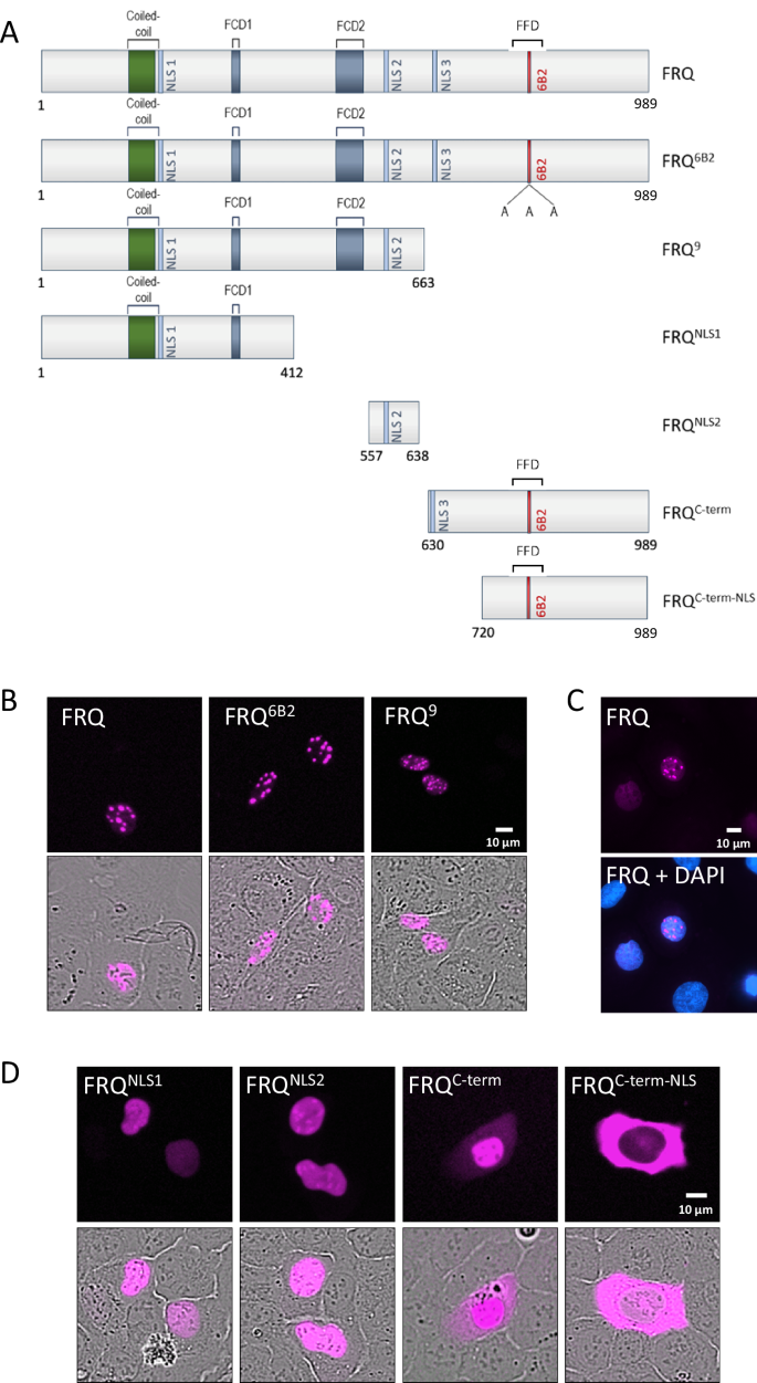 Fig. 1: FRQ contains three NLSs.