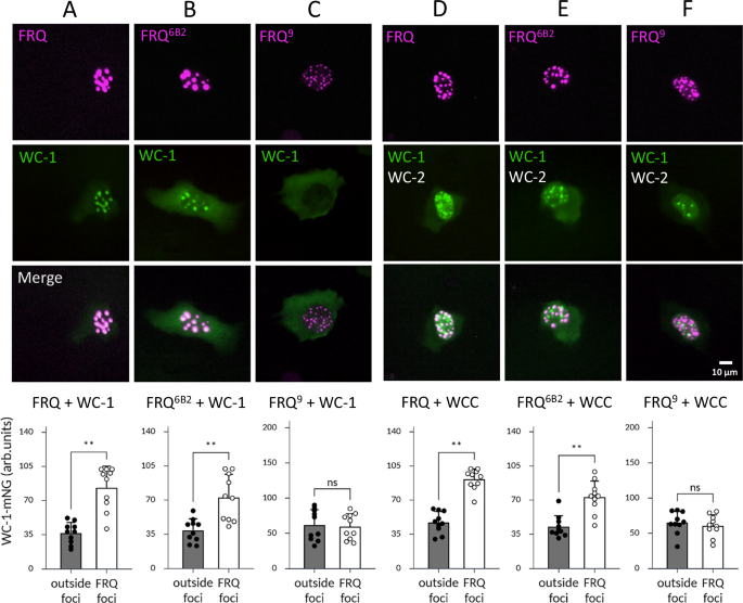Fig. 4: FRQ interacts with WC-1 and WCC in absence of FRH.