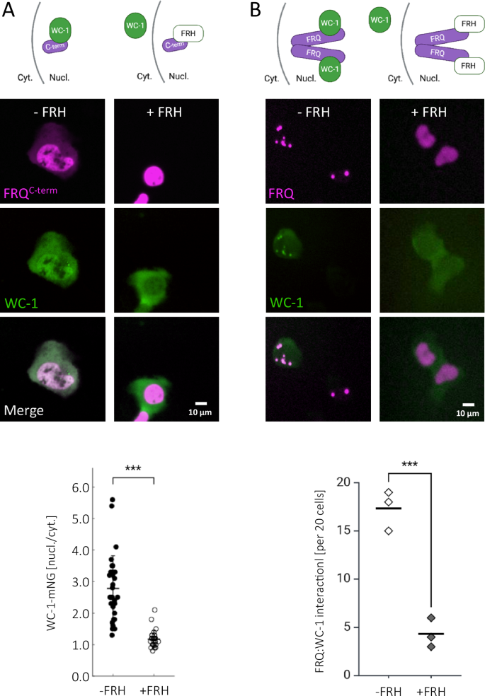 Fig. 5: FRH interferes with binding of FRQ to WC-1.
