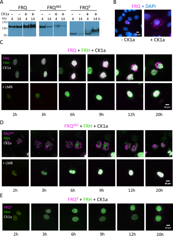 Fig. 6: Phosphorylation of FRQ by CK1a triggers its dissociation from FRH and nuclear export.