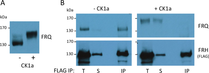 Fig. 7: Phosphorylation of native FRQ by CK1a triggers its dissociation from FRH.