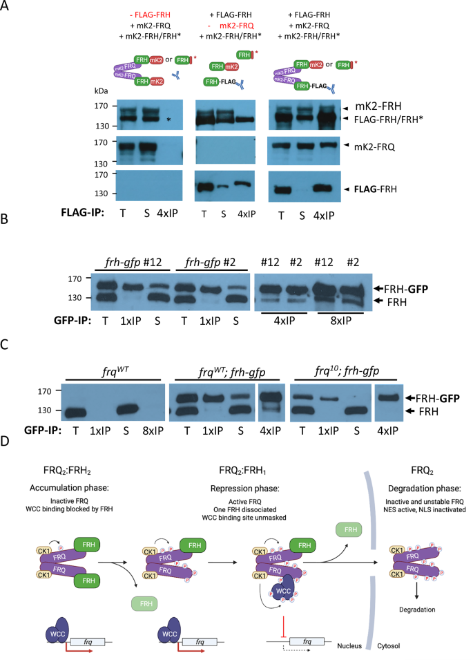 Fig. 8: Subunit composition of the FRQ-FRH complex.