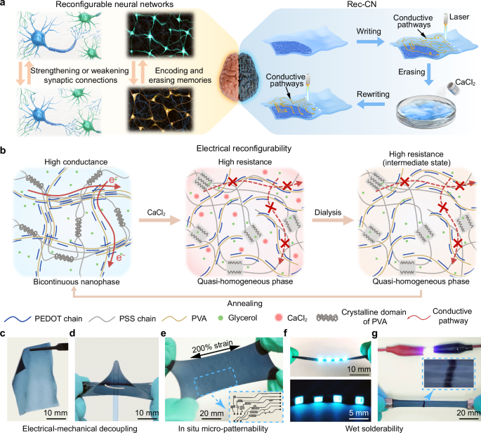 Fig. 1: Design and unique features of Rec-CN.