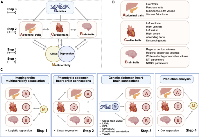 Fig. 1: Overview of study design and analyses (Created in BioRender. Wang, J.