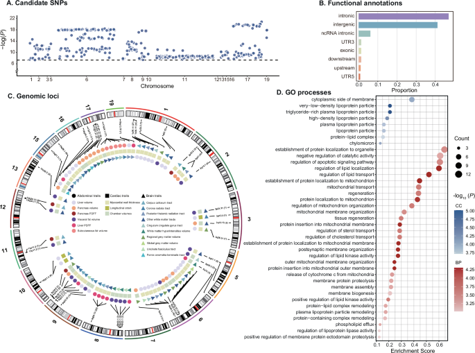 Fig. 4: Shared genomic loci and biological pathways of abdomen-heart-brain connections.