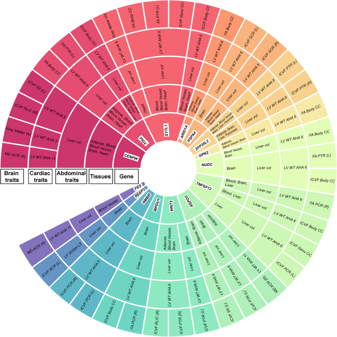 Fig. 5: Sunburst plot of significant genes expressed in organ-related tissues and shared by abdomen-heart-brain cliques, validated by transcriptome-wide association studies.