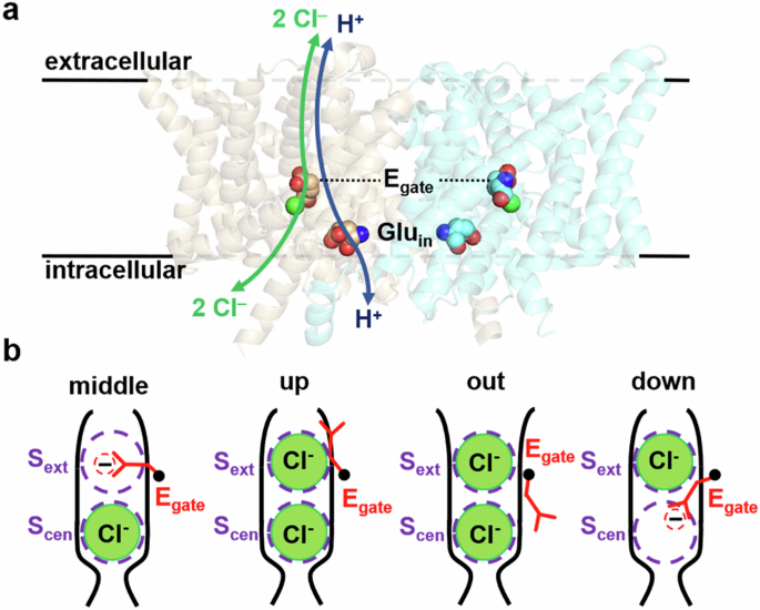 Fig. 1: CLC structure overview.