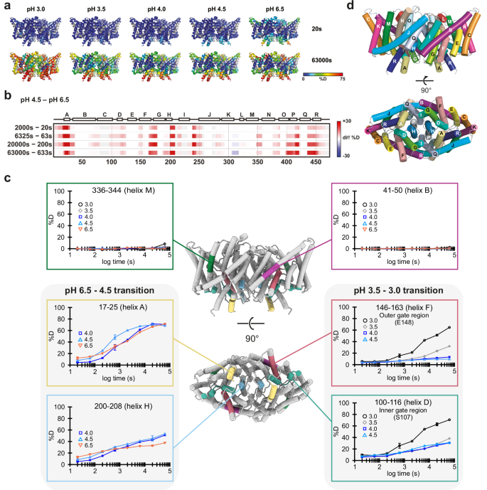 Fig. 2: HDX-MS analysis of CLC-ec1 reveals low pH-driven dynamics.
