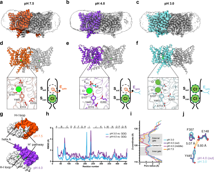 Fig. 3: Cryo-EM structures of CLC-ec1.