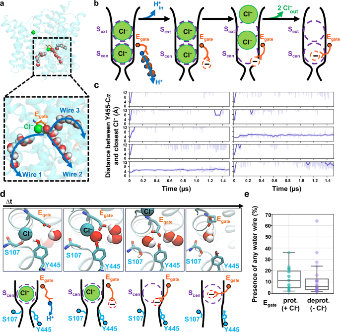 Fig. 4: Molecular dynamics simulations reveal water wires, Cl− leaving, and inner-gate opening.