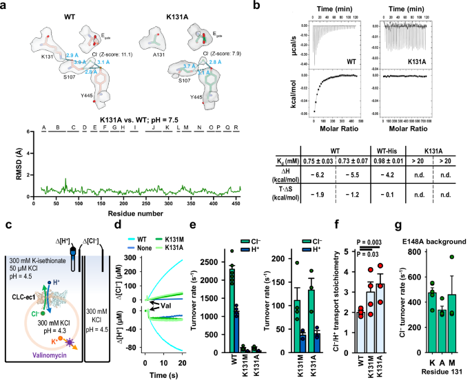 Fig. 5: K131 mutation reduces Cl‒ binding but maintains Cl‒/H+ coupling.