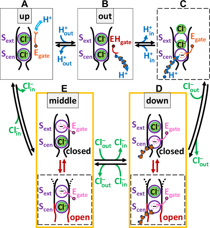 Fig. 6: Model for reversible Cl-/H+ exchange by CLC transporters.