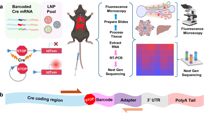 Fig. 1: A versatile mRNA barcode platform and workflow was established and validated.