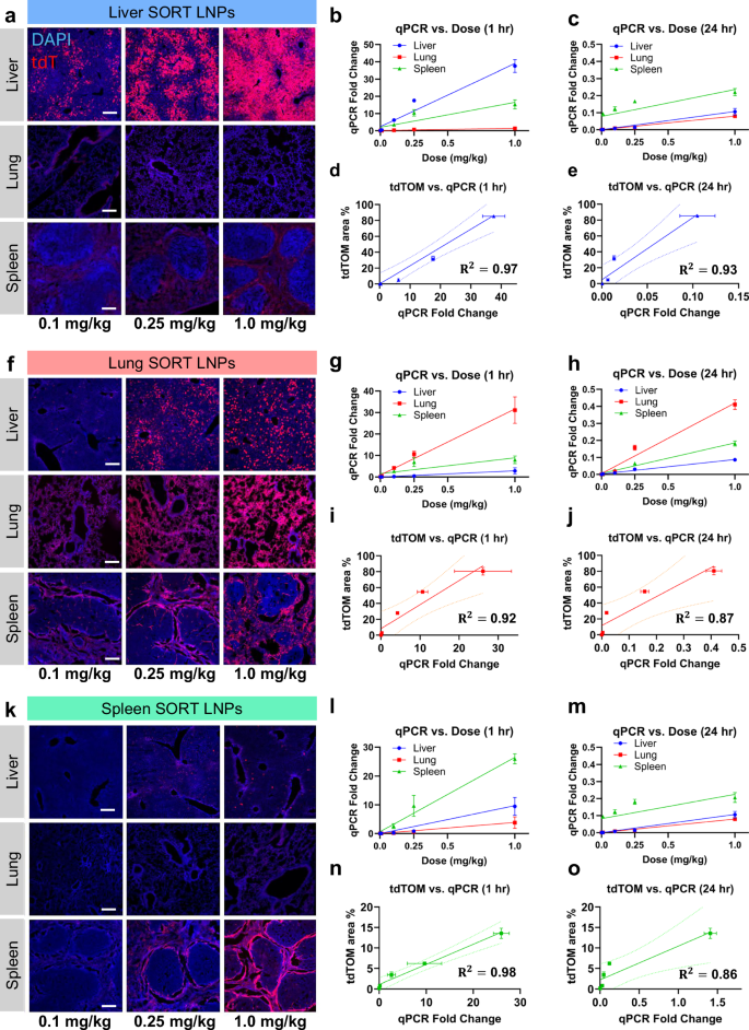 Fig. 2: LNP-mRNA biodistribution correlates with functional activity.