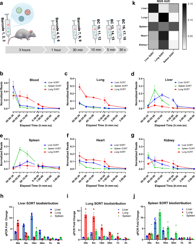 Fig. 3: Barcoded pharmacokinetic analysis reveals rapid accumulation kinetics, dynamic distribution, and functional enrichment.