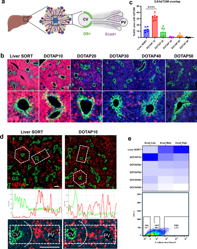 Fig. 5: Spatial mapping of LNP activity across liver zonation.