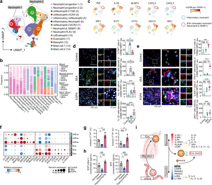 Fig. 2: Neutrophil interferon pathway enrichment in EGPA and eosinophil inflammatory responses regulated by oxygen saturation.