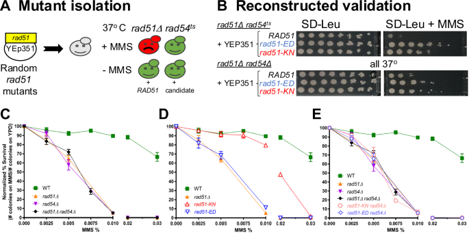 Fig. 1: Isolation, validation, and MMS sensitivity of rad51-ED and rad51-KN.